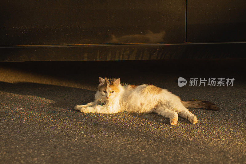 一只流浪猫躺在汽车下面