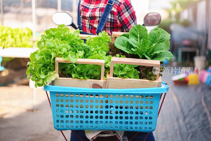 封闭有机蔬菜温室的新鲜生菜蔬菜，运送给健康的顾客。经营沙拉健康食品的小型有机农场。