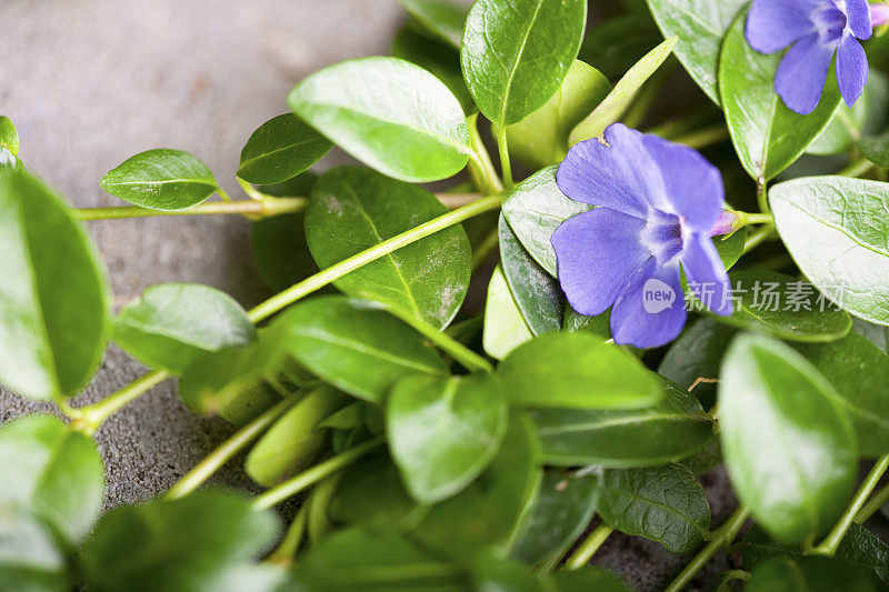 花园里的长春花