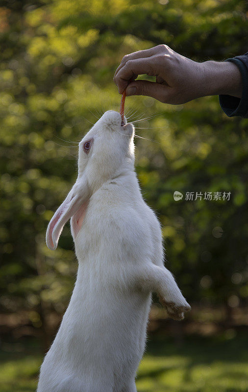 自然界中的兔子