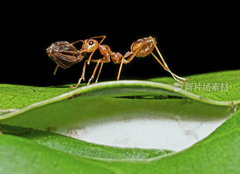蚂蚁下颚携带食物到巢穴——动物行为。