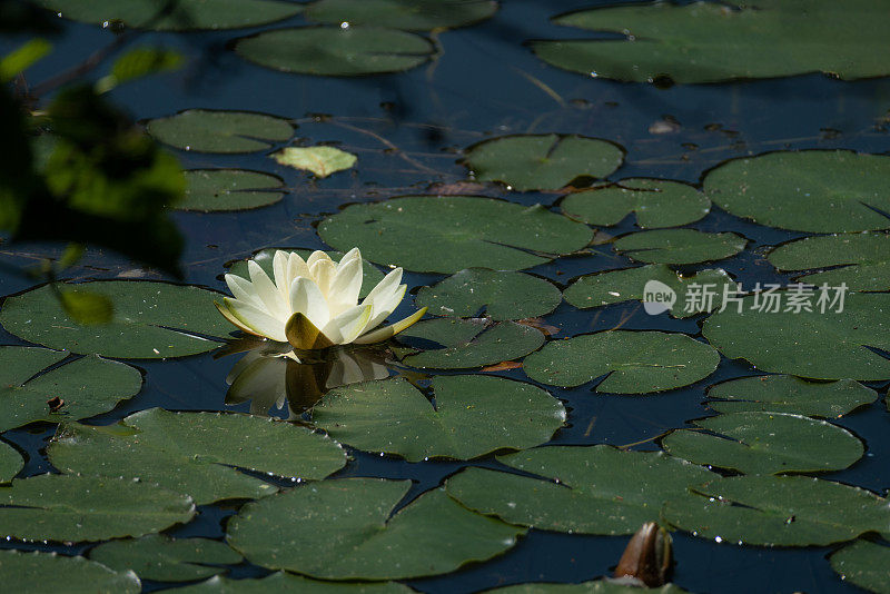 睡莲花和绿叶的形象