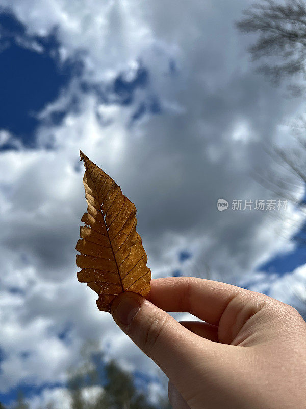 小小的干燥的棕色叶子被举向天空。