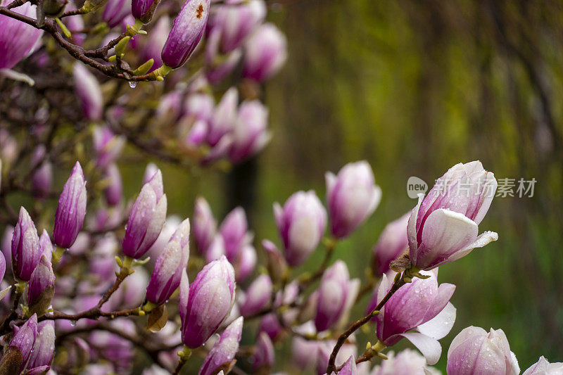 玉兰树在春天开花带着雨滴