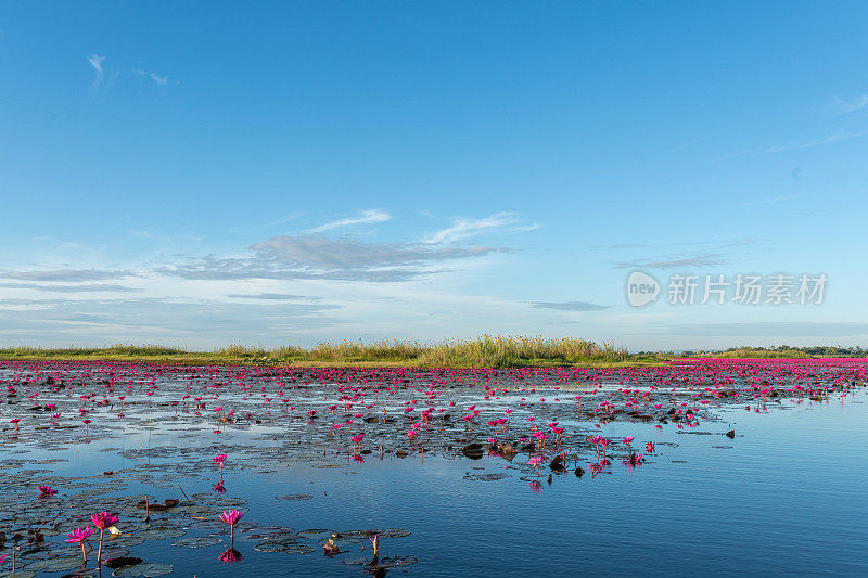 泰国乌隆他尼省清晨的红莲湖美景