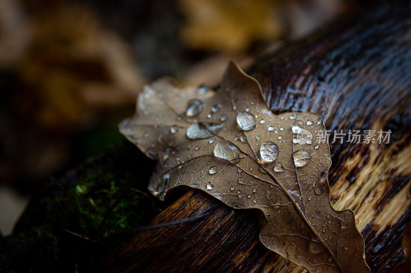 落在干燥栎树叶子上的雨滴