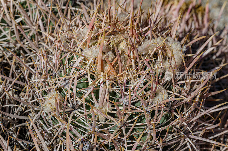 多头棘爪仙人掌是一种仙人掌，生长在亚利桑那州、加利福尼亚州和内华达州的莫哈韦沙漠地区。阿拉巴马山是欧文斯山谷内华达山脉东坡附近的一系列山丘和岩层。