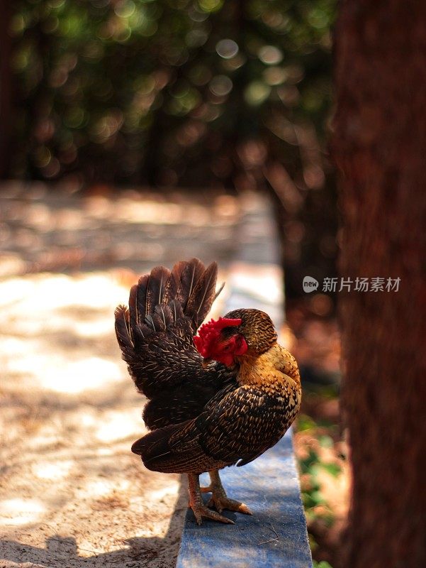 塞拉玛鸡是一种有着美丽羽毛和悦耳声音的小鸡，用于爱好和比赛