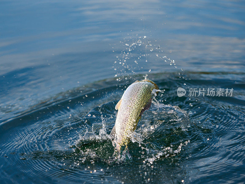 在水中跳跃的虹鳟鱼