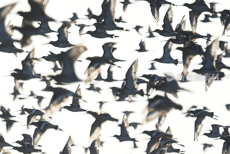 一群黑尾Godwit