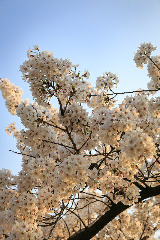 韩国首尔的樱花
