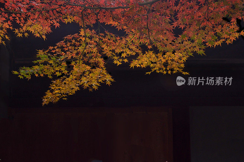五彩秋色枫叶