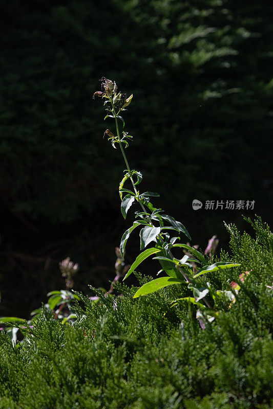 长在松树树篱外的植物