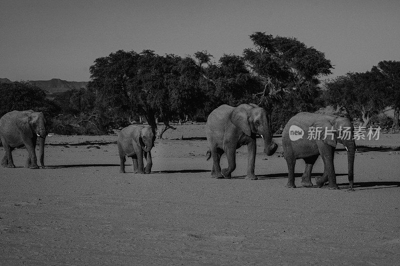 非洲纳米比亚达马拉兰的沙漠象群