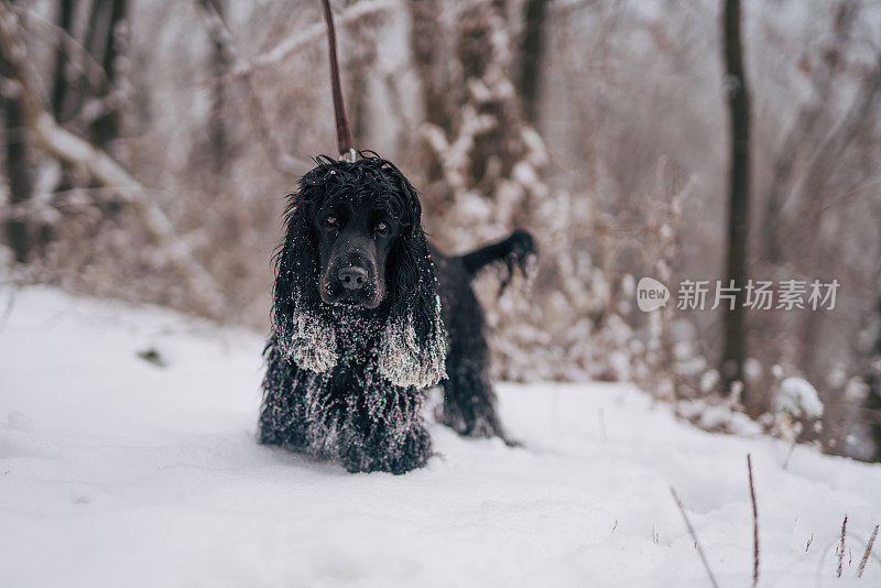 春天的西班牙猎犬在雪地里