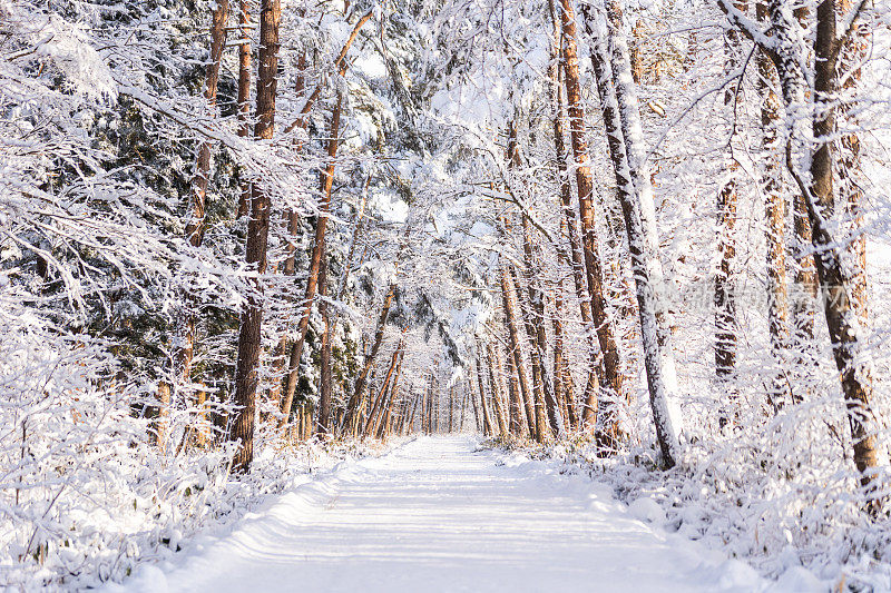 雪覆盖了清晨的森林道路