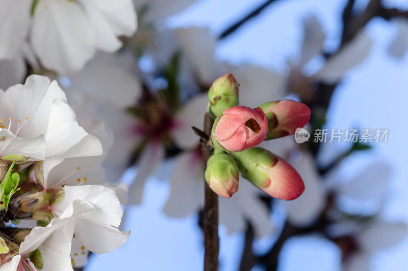 图为一朵红色的榅桲花——东方柿子花在蓝色的背景上绽放和生长。木瓜盛开的花。