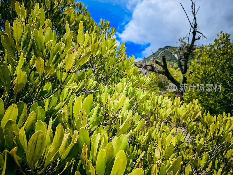 腾格里植物或木犀草来自根茎科部落，为保护红树林植物免受海浪和磨蚀，栽培红树林植物