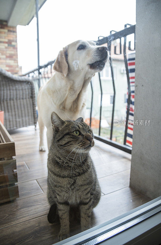 猫和狗一起在家里