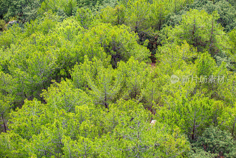 kazz山脉的红松林
