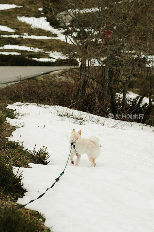 雪上的白色柴犬