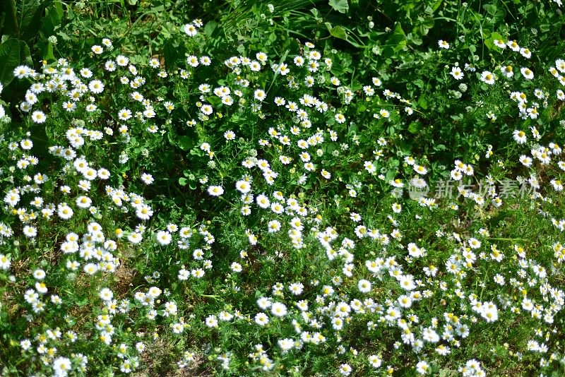 菊花菊花(洋甘菊)花