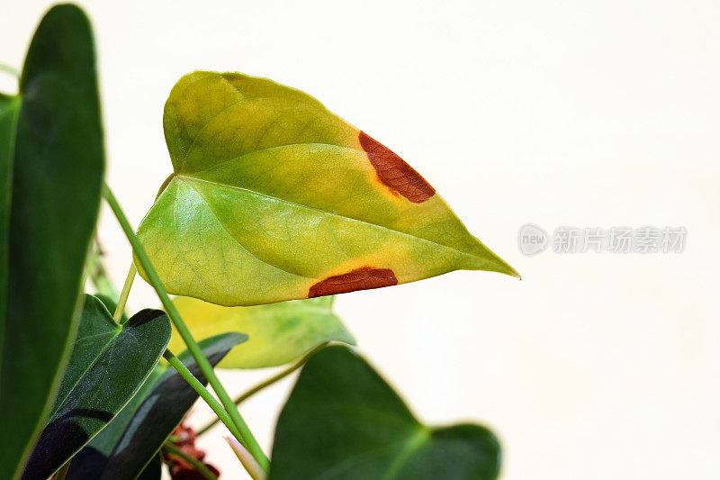 红掌叶变褐、变黄或变干。植物问题，室内植物护理的概念