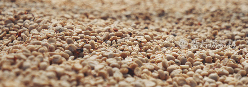 横幅生咖啡豆堆干绿种子未烤谷物生态农场。香气浓咖啡农场种植咖啡豆农业对象。横幅晒干加工收获阿拉比卡罗布斯塔与复制空间