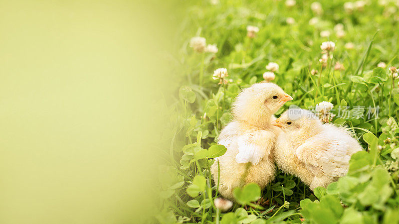 在一个阳光明媚的日子里，小鸡在美丽多汁的绿草地上散步，啄食着谷物。鸡在阳光下的草坪上