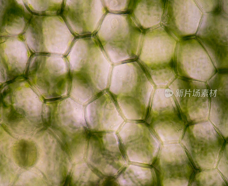 叶片表面的显微图，显示植物细胞。