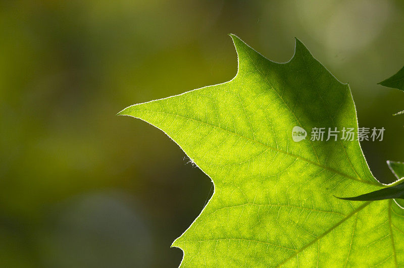 伦敦平叶悬铃木x槭树的锯齿边缘