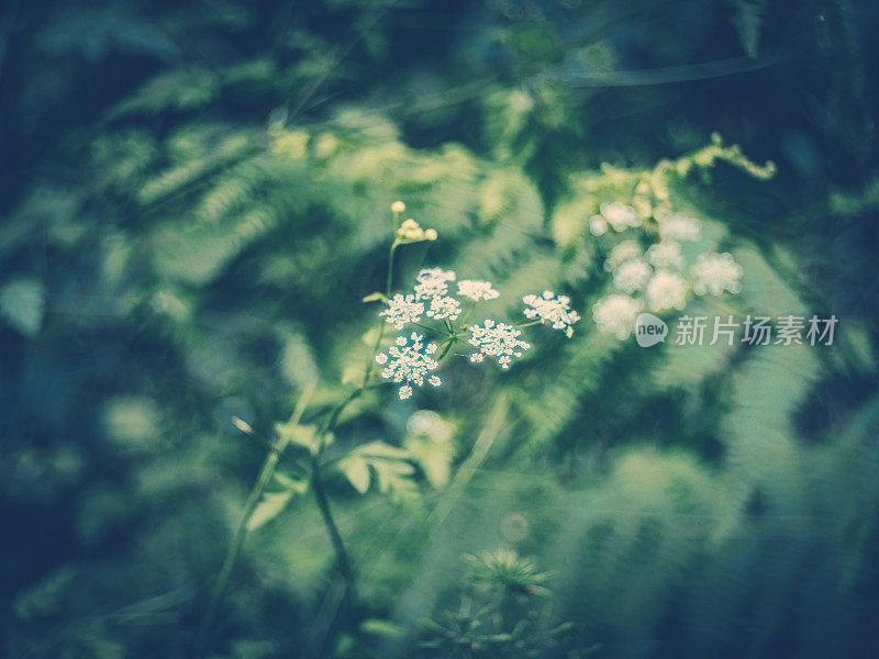 森林里的野花