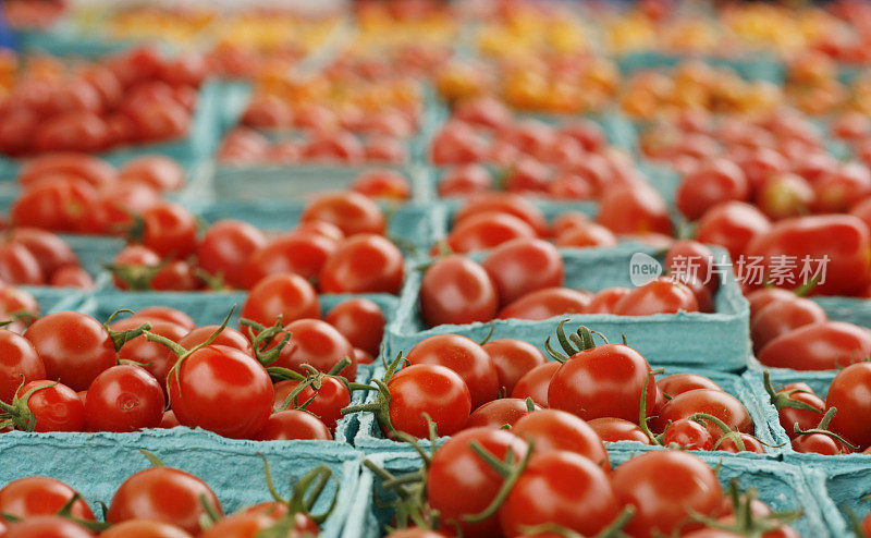 一排排的樱桃番茄