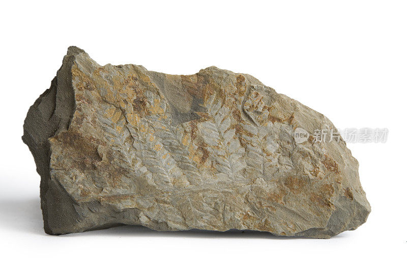 灰色页岩中的史前蕨类化石