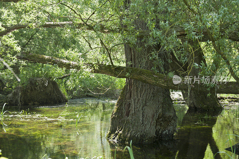 河流景观与树木