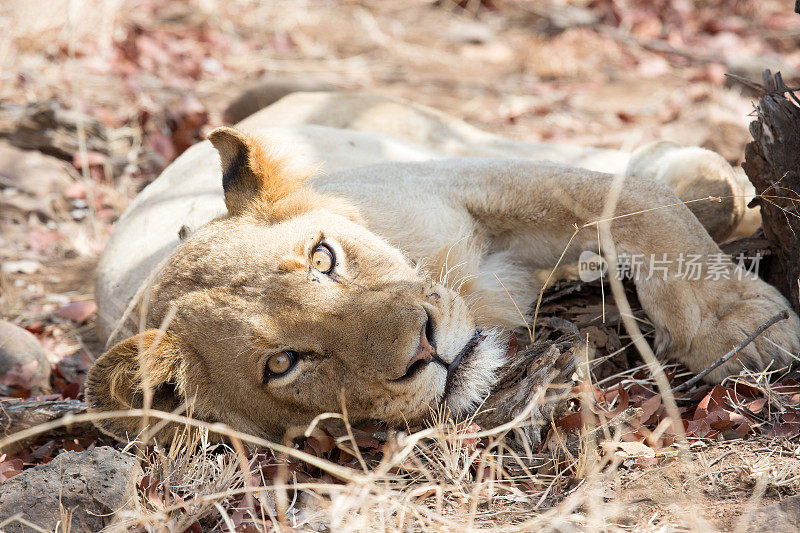 年轻雄狮休息，克鲁格国家公园，南非