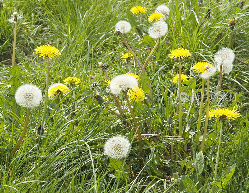 普通蒲公英(蒲公英属)花和种子头