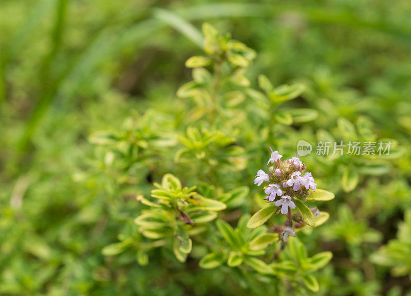 治疗草药-麝香