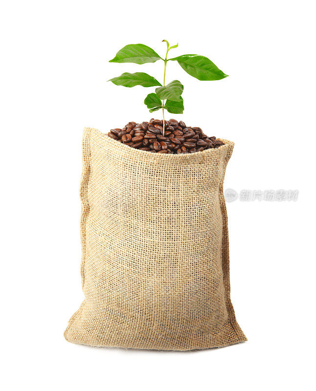 袋装咖啡豆和种植植物
