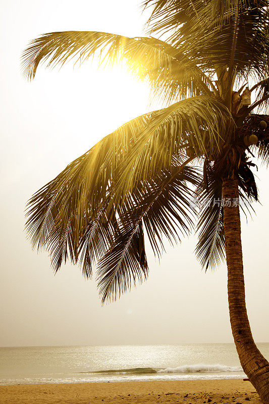 椰子树和印度洋