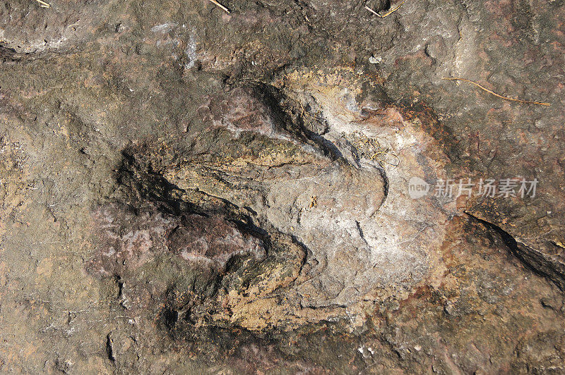 恐龙的脚印有三个显著的标记