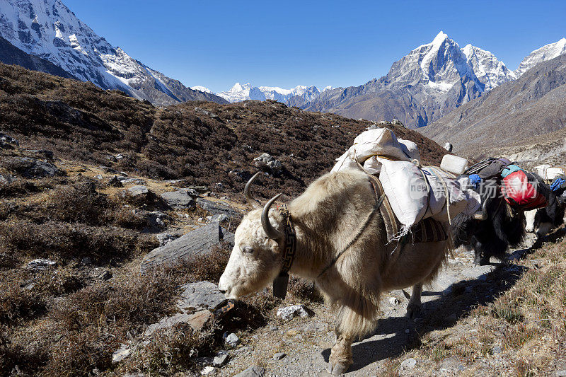 牦牛和Lhotse。珠峰电路。尼泊尔的动机