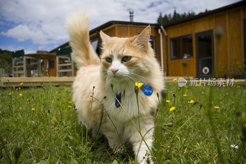 毛绒绒的猫走过长草