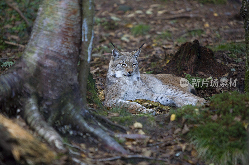 加拿大山猫