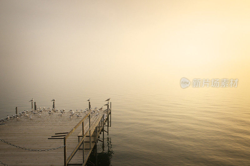 日落时分，海鸥在木制码头上休息