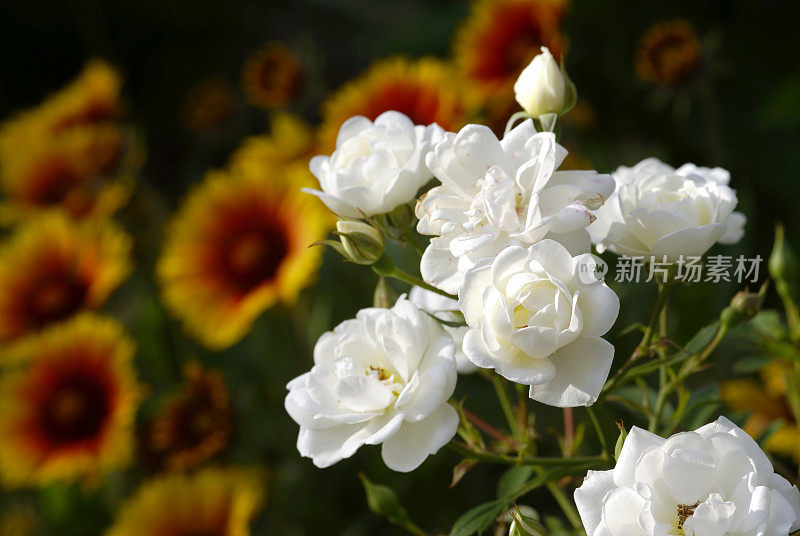 白玫瑰和帽徽花