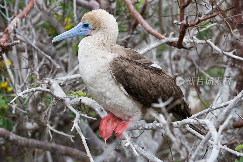加拉帕戈斯群岛的红脚鲣鸟