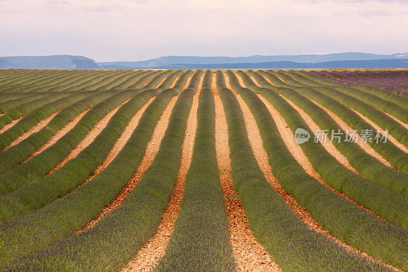 盛开前的薰衣草田。Valensole-France