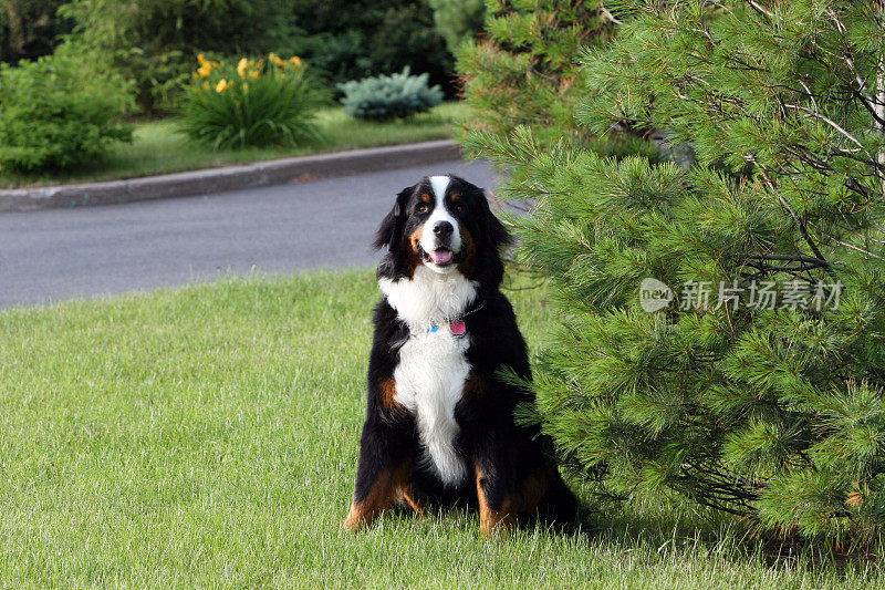 伯尔尼兹山犬