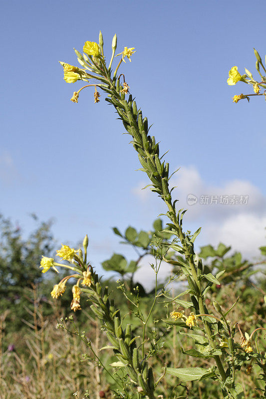 野月见草